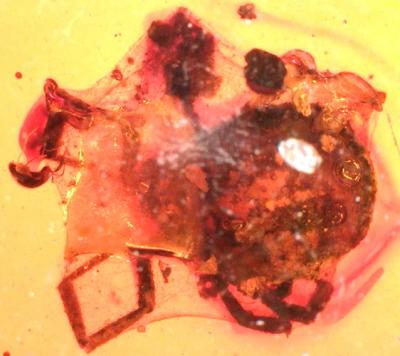 Tick's Worst Day Ever