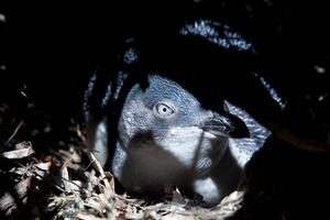 Little penguin