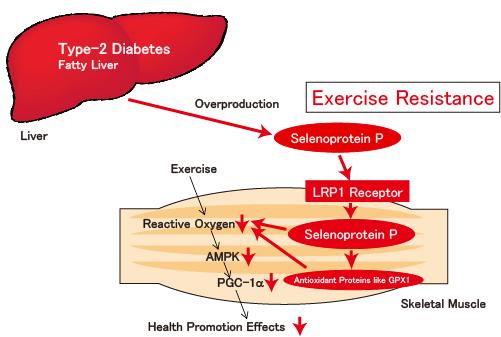 Selenoprotein P Exerts Its Effects upon Binding to LRP1 Receptor of Muscles, Inducing Exercise Resis