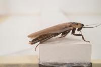 Roach Climbing