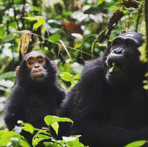 Two chimps