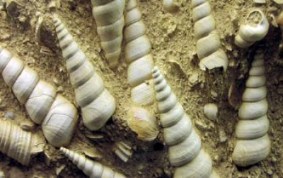 Fossil Snails