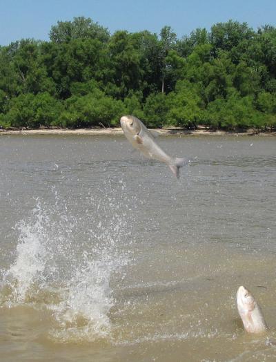 Asian Carp