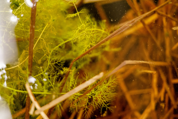 Utricularia