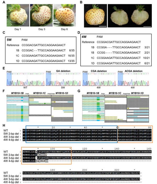CRISPR/Cas9-mediated mutagenesis of MYB10-1B results in white strawberry fruits.