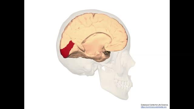 Scientists Discover a Surprising Central Role of Darks in Brain Visual Maps Video Explanation