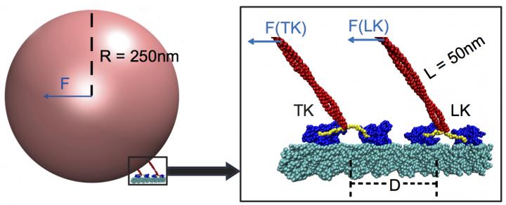 Two Load-Bearing Kinesins