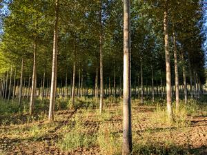 Poplar plantation
