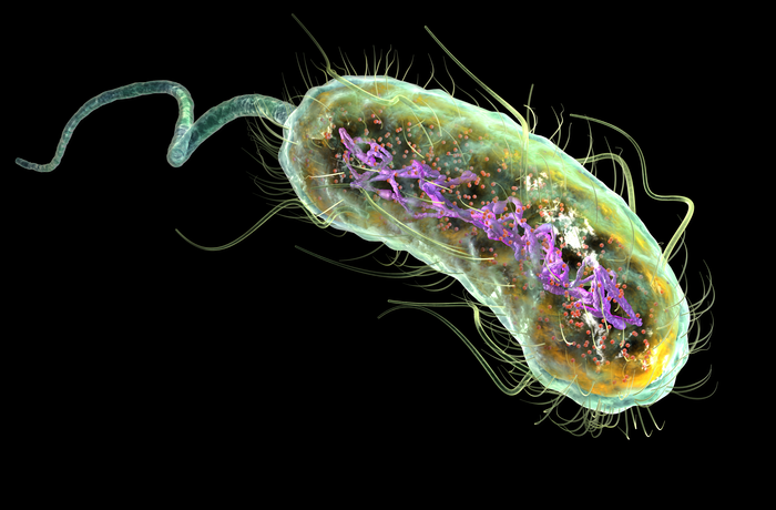 Artist impression of E. coli
