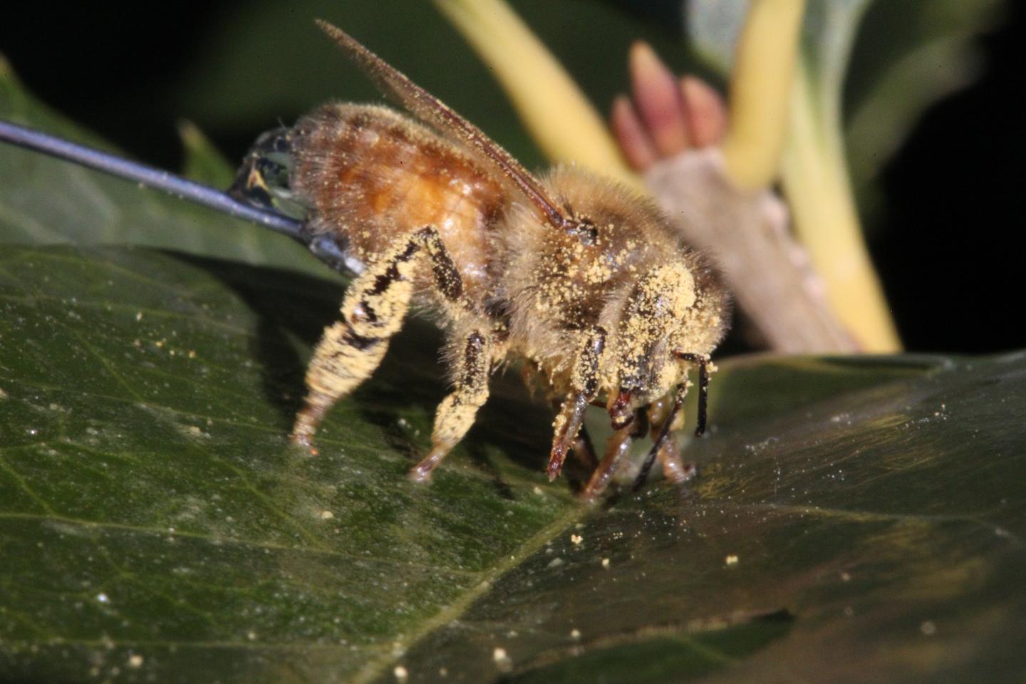 Honeybee Covered in Commercial Pollen