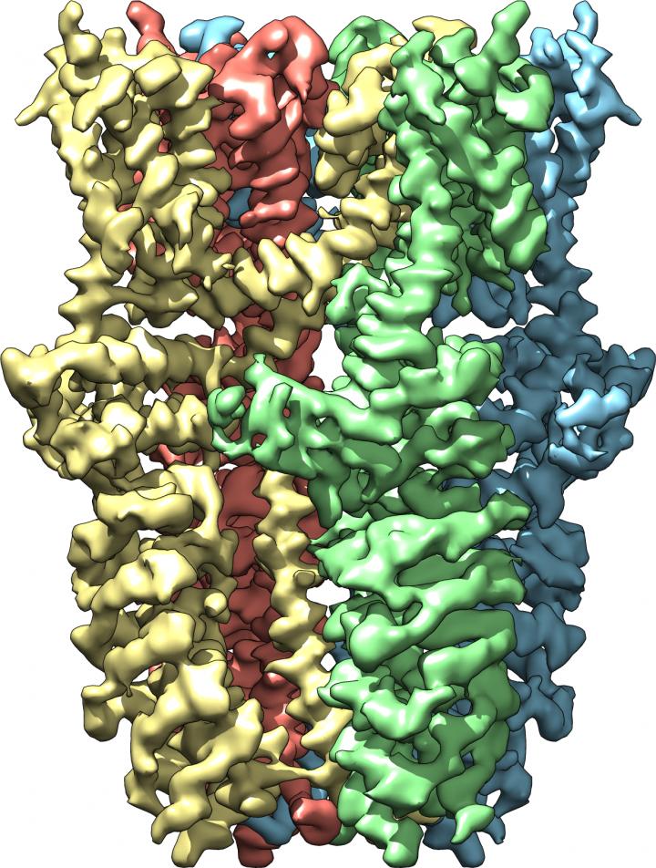 Wasabi Receptor -- Side View