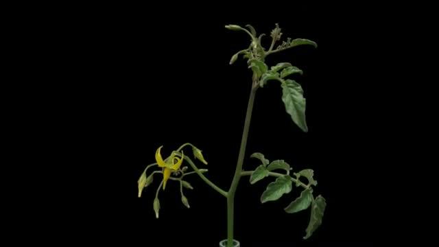 Tomatoes Show Their Good Traits