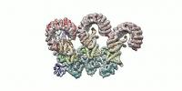 Inflammasome (2 of 2)