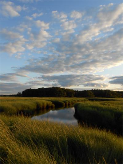Healthy Salt Marsh, Plum Island Estuary, Massachusetts