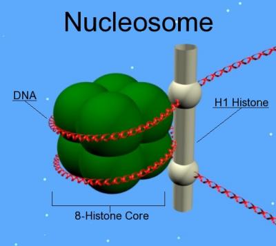 Nucleosome