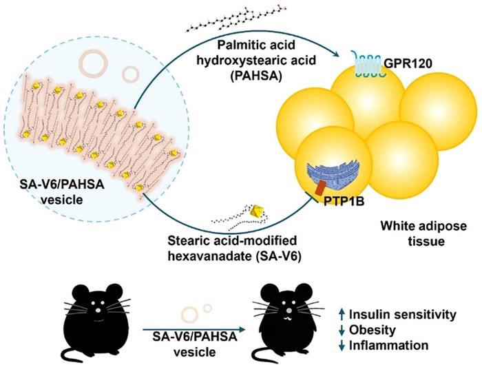 Synergistic metabolic reprogramming via stearic acid-functionalized hexavanadate nanovesicles loaded with palmitic acid hydroxystearic acids