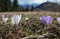 Crocus vernus Flowering in Italy