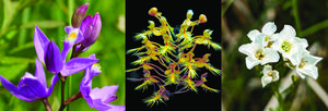 Three state-listed flowers in Illinois