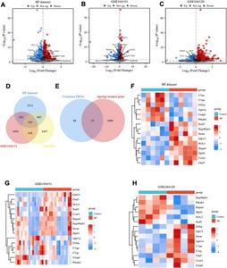 Identification of differentially expressed genes (DEGs) and ageing-related DEGs (ARDEGs).
