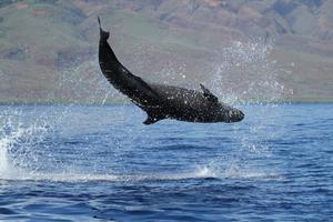 False killer whale above water