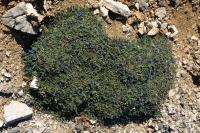 <I>Anchusa caespitosa</I>