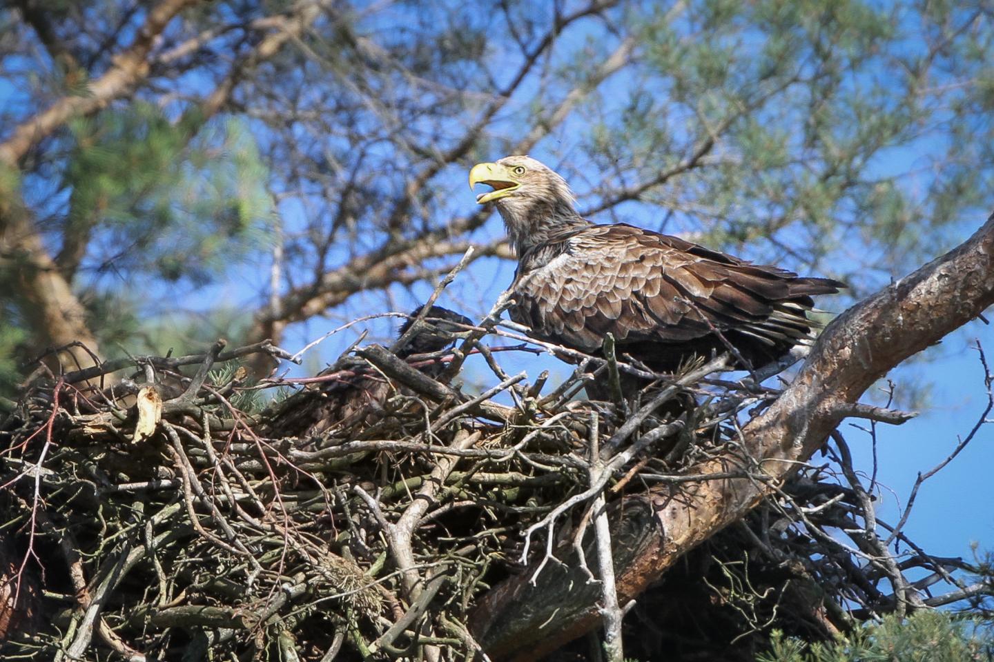 White-Tailed Sea Eagle