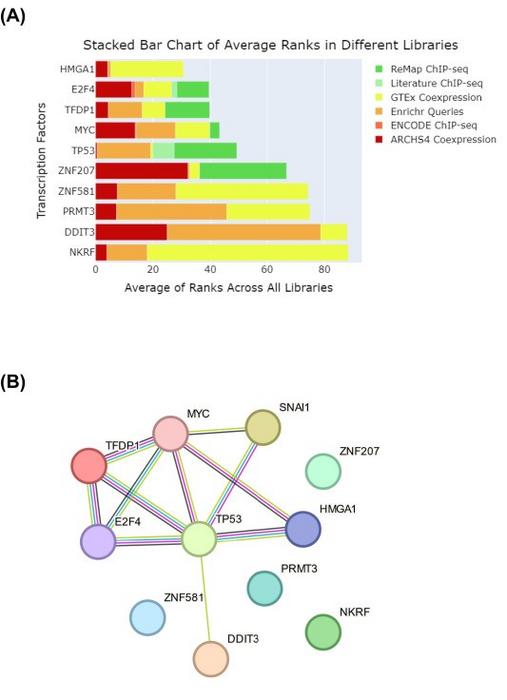 Top 10 transcription factors relevant to SNAI1-induced changes in the cellular proteome of renal tubular cells.