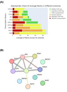 Top 10 transcription factors relevant to SNAI1-induced changes in the cellular proteome of renal tubular cells.