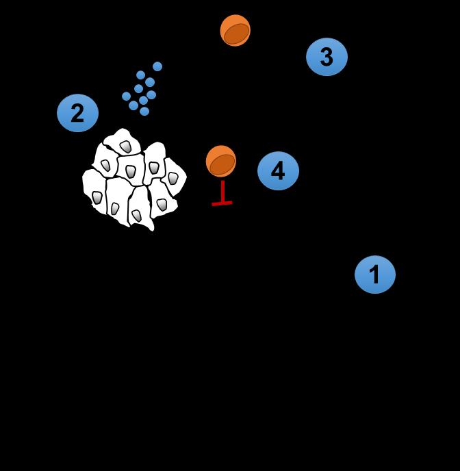 Conceptual Model