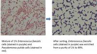 Cell Sorting: Before and After