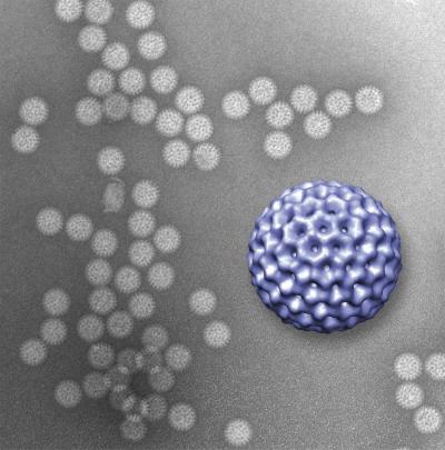 A View to a Virus