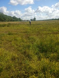Offest grassland