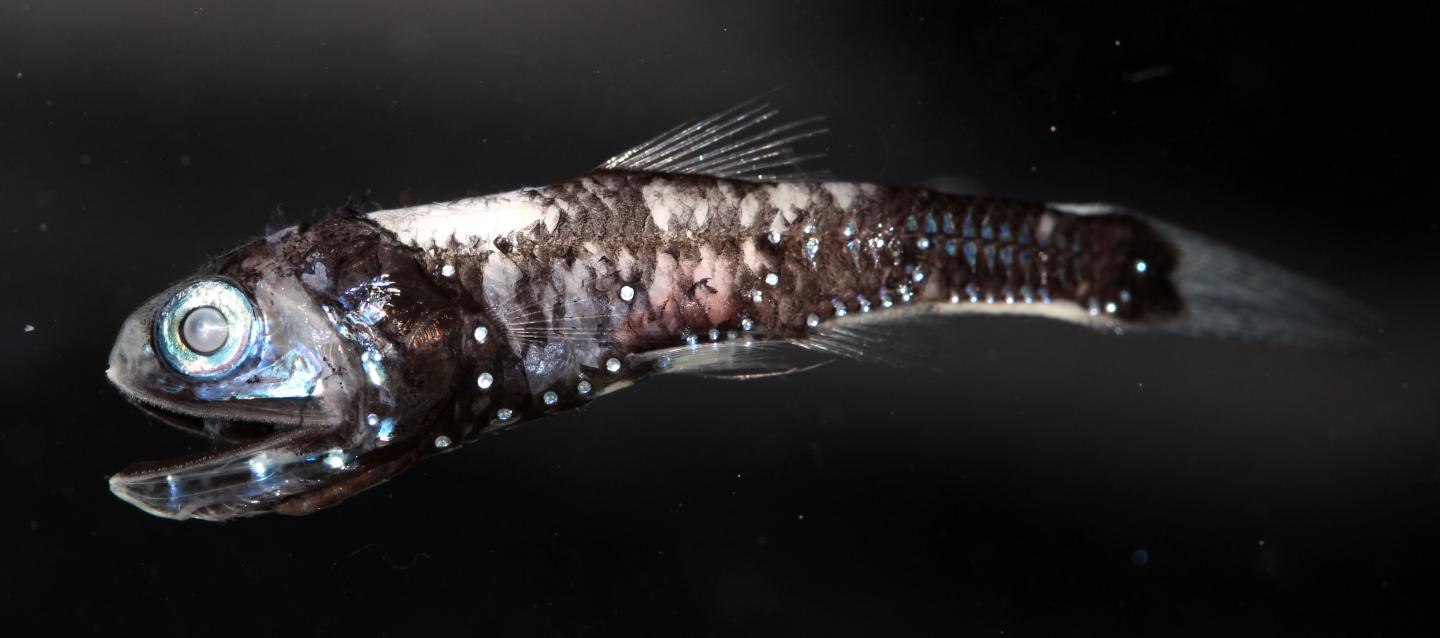 Lanternfish