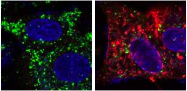 Autophagy Inhibited in WNV Infected Cells