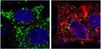 Autophagy Inhibited in WNV Infected Cells