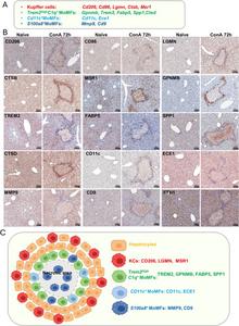 Verification of signature gene expression revealed by scRNA-seq.