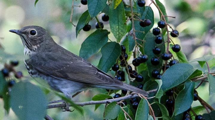 Swainson's Thrush