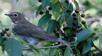 Swainson's Thrush