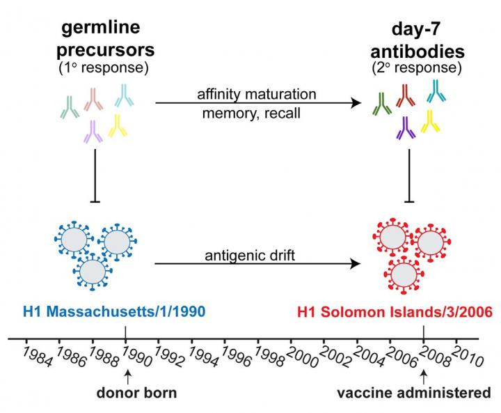 Flu Immuno-viral Archaelogy