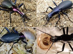 Study finds genetic difference that determines head shape and