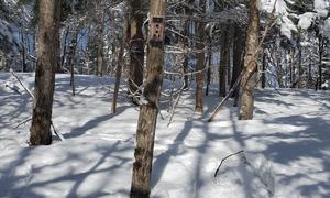 Branch Orientation: A Potential Indicator of Stem Rehydration and Water Stress