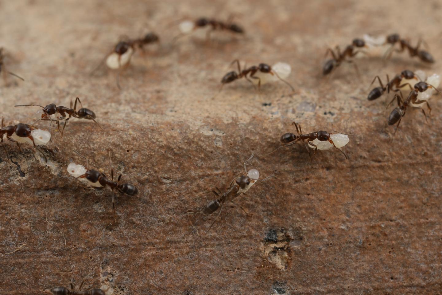 Argentine Ants (2 of 2)