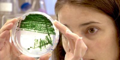 Streaks of Algae