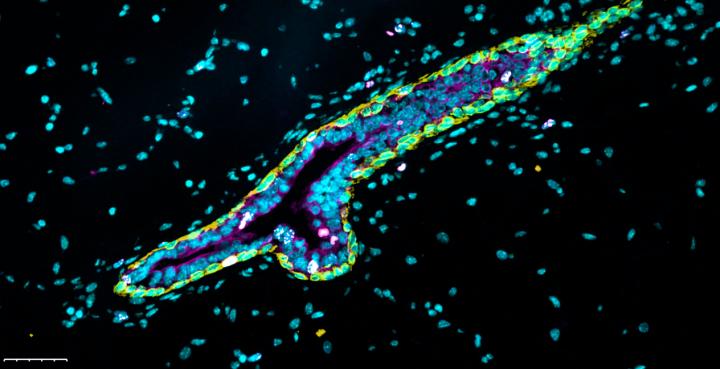 Immunofluorescence