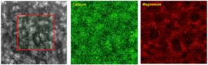 Fig. 2  Left: scanning transmission electron microscopy (STEM) image; center: calcium mapping; right: magnesium mapping.