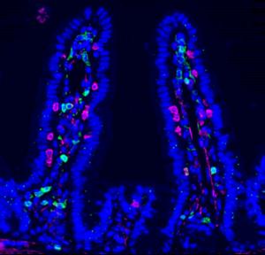 Microscopy image of intestinal lining in mice.