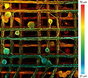 Confocal image of neurons penetrating the scaffold