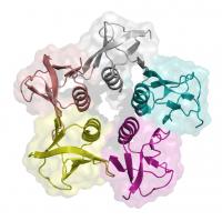 Shiga Toxin