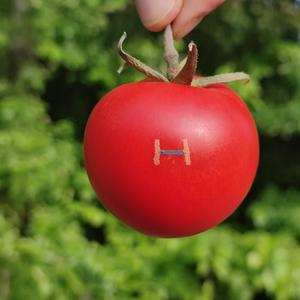 Biodegradable magnetic field sensor printed on a tomato – an example of sustainable bioelectronics.