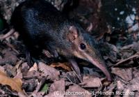 <i>Rhynchocyon stuhlmanni</i>